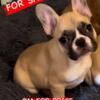 7 month male frenchie looking for rehoming