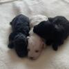 Very Cute Toy Poodle Puppies