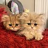 Sold - Shaded Golden Male Persian Kitten