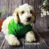F1bb Goldendoodle puppies (15lb) for sale