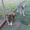 Mix Breed puppies - Lab x Cattle Dog