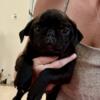 Purebred Pug Puppies available