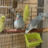 Beautiful cockatiels and parrotlets some of them are tamed any questions please let me know.