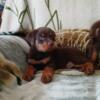 Rare color red Rottweiler puppies