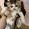 Kitten for sale $600