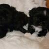 AKC Shih Tzu puppies in Laurinburg, NC will be ready June 2, 2024