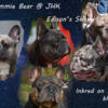 AKC French bulldog puppies 8wks old Small compact blue trindle female