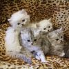 Snuggly Soft Silver Ragdoll & Ragamuffin Kittens - Registered