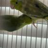 Parrotlets one male/one female bonded