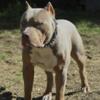 XL AMERICAN BULLY STUD - NOW AVAILABLE