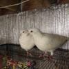 Pigeons White King For Sale