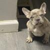Three month old female French bulldog puppies