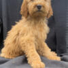 F2 Male Goldendoodle Puppy - GEORGIE