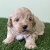 Sunny Male Shihpoo Puppy