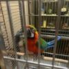 Hybrid Macaw For Sale