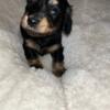 Must sell, Vacation, black and tan dachshund