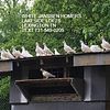 WHITE JANNSEN HOMING PIGEONS - PMV VACCINATED