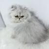 Shaded silver Persian kitten