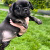 Reduced Black Trindle Female French Bulldog Puppy