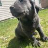 Charcoal lab female (dark gray) AKC READY TO GO HOME NOW!