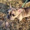 Female AKC Registered Merle with Coco French Bulldog