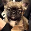 Chip - Sable Fluffy French Bulldog! Ready Now!