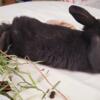 Baby Bunnies Available for Rehoming