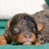 Mini Poodles Born 2/16