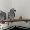 MALE AND FEMALE AFRICAN GREY PARROTS