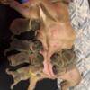 French bulldogs puppies for sell