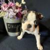 AKC registered Boston terriers two boys and one girl