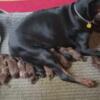Doberman pups! Ready to go in about 7 weeks