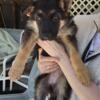 German shepherd puppies dewormed vaccinated Redy to g 
