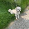 2 year old Male Cockapoo for sale