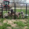 Price Reduced Ready to go Now Cane Corso Pups