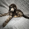 AKC (Small) Standard Poodle Puppies