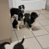 Black Tri Australian Shepherd Puppies