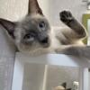 Female Bluepoint Siamese Cat Ready To Breed Looking For Male Siamese
