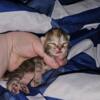 Persian / Siamese / Munchkin Kittens