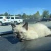 For sale Full-blooded seal point Siamese kittens