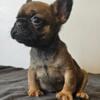 Male french bulldog ready for his new home