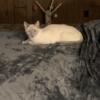 Female lilac point Siamese cat