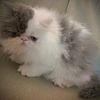 Rare bi color Persian kitten