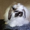 American Fuzzy Lops Available