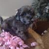 Adorable F1 cavapoos ready for forever homes
