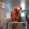Calico Macaw for sale