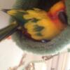 Baby sun conures for adoption