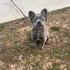 Visual French Male Fluffy frenchie