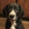These are very sweet Great Dane MIX pups, cheap