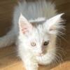 Maine Coon kitten available now